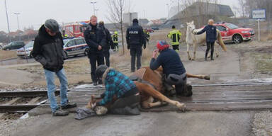 Pferd steckte mit Huf in Gleis fest