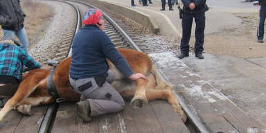 Pferd steckte mit Huf in Gleis fest