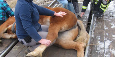 Pferd steckte mit Huf in Gleis fest