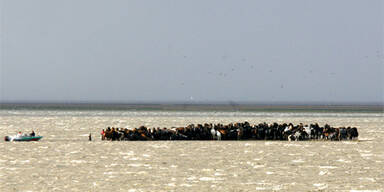 Hundert Pferde aus Hochwasser befreit