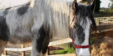 Über 30 tote Pferde und Esel in England gefunden