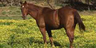 pferd