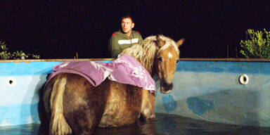 Pferd aus Swimmingpool gerettet