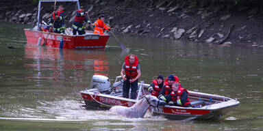 Feuerwehr rettet Pferd aus der Traun