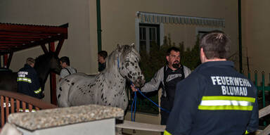 Pferde-Familie hielt Feuerwehr auf Trab