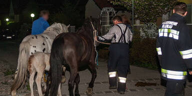 Pferde-Familie hielt Feuerwehr auf Trab