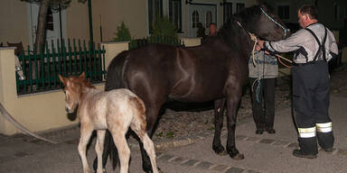 Pferde-Familie hielt Feuerwehr auf Trab