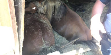 Zwei Pferde brachen in Tennenboden ein