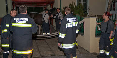 Pferde-Familie hielt Feuerwehr auf Trab