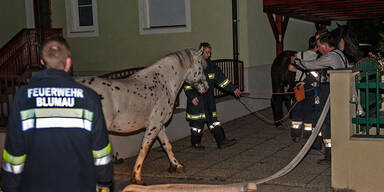 Pferde-Familie hielt Feuerwehr auf Trab