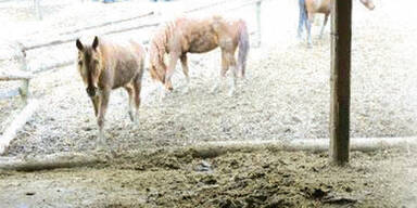 Amokläufer war ein Sonderling