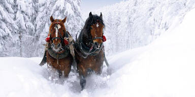 pferdeschlitten