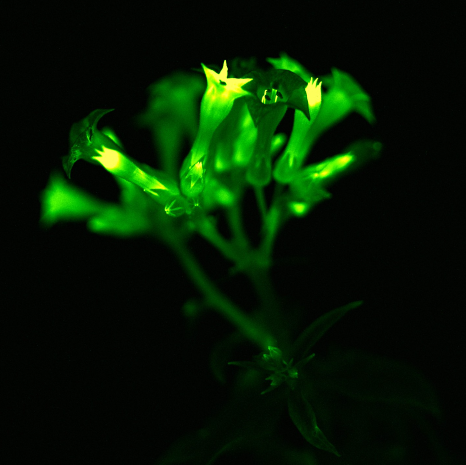 Zimmerpflanze leuchtet im Dunkeln