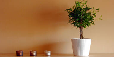 Prima Klima durch Zimmerpflanzen