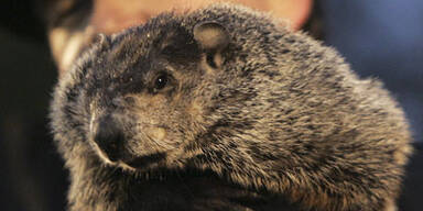 Murmeltier sagt noch sechs Wochen Winter voraus