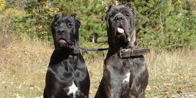 Hund biss Musiker Ohr ab