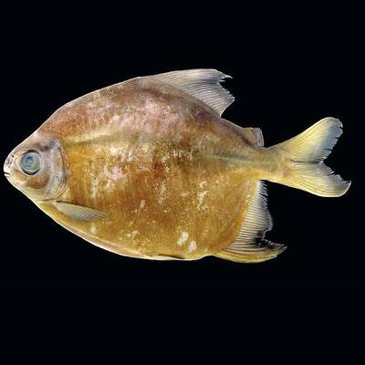 Callicebus caquetensis