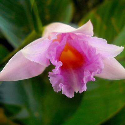 Callicebus caquetensis