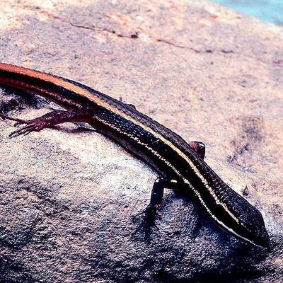 Callicebus caquetensis