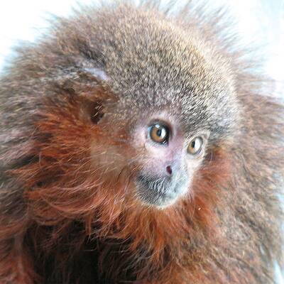 Callicebus caquetensis