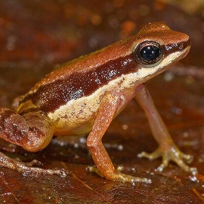 Callicebus caquetensis
