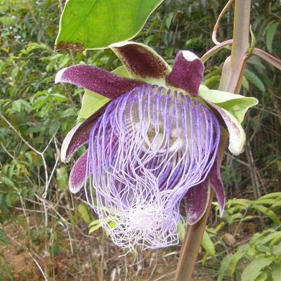 Callicebus caquetensis