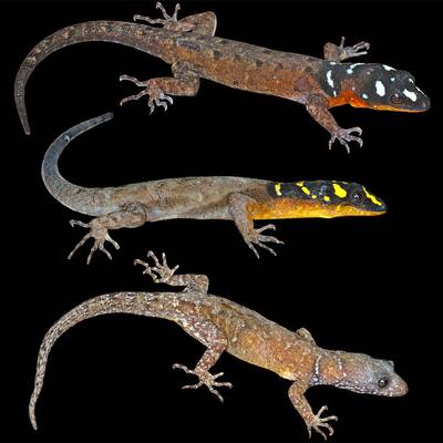 Callicebus caquetensis