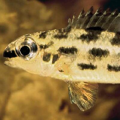 Callicebus caquetensis