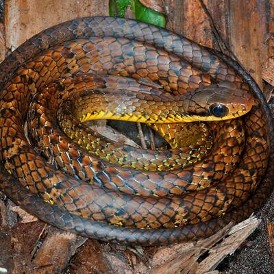 Callicebus caquetensis