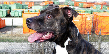 USA: Hund apportierte Menschenbein