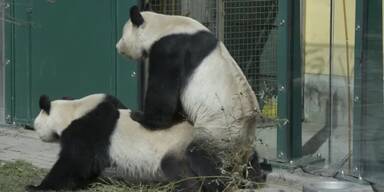 Paarungpandas