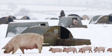 pigs