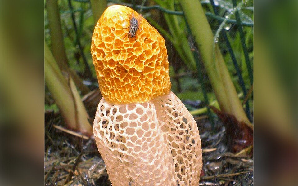 Durch diesen Pilz kommen Frauen zum Orgasmus