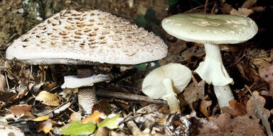 Frau stirbt an Pilzvergiftung