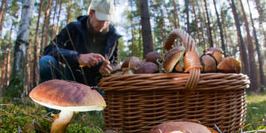 Schwammerl-Mafia r&auml;umt die W&auml;lder leer