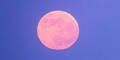Pink Moon