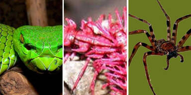 163 neue Arten am Mekong entdeckt