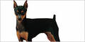 Pinscher