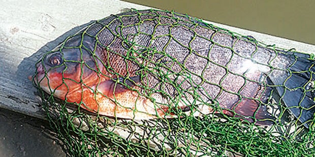 Killer-Fisch aus der March ist 