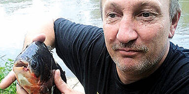 Killer-Fisch aus der March ist "Hodenbei&szlig;er"