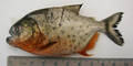 piranha