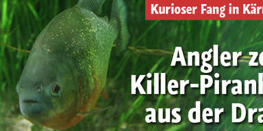Angler zog Piranha aus der Drau
