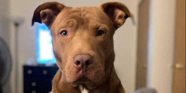 Pitbull aus Versehen eingeschl&auml;fert