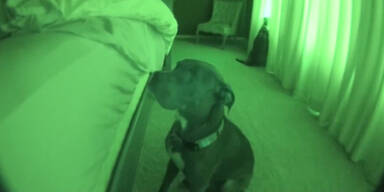 Hund als perfekter Wecker