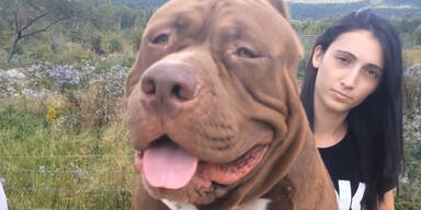 Dieser Hund wiegt 80kg