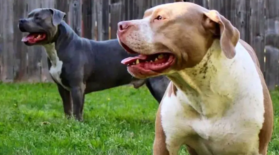 Pitbulls töten zwei Kleinkinder, Mutter schwer verletzt