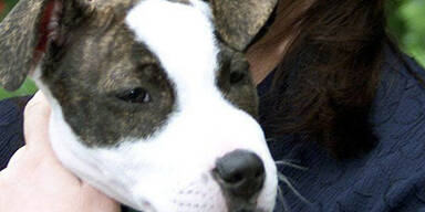 pitbull_terrier_welpe