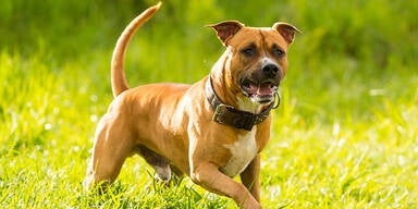 Ein Pitbull schoss auf seinen Besitzer