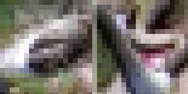 Mann schneidet Anakonda auf – was er dann findet ist unglaublich