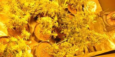 Wilder Streit: Cannabis-Plantage aufgeflogen
